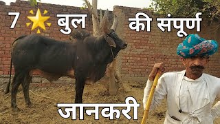 Super 7 Star 🌟 Black Kankrej Bull की संपूर्ण जानकरी || #desi #kankrej #bull