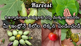 4ఉన్నాకుటుంబసభ్యులకు ఎన్ని మొక్కలు అవసరం#harvest#ఇంట్లో పండించే కూరగాయాలు తినండి రుచి మార్చిపోరు#diy