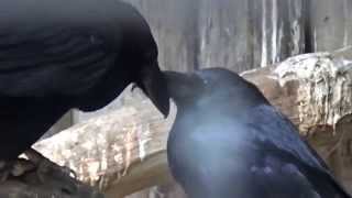 Common Raven (Corvus corax) Prague Zoo עורב שחור