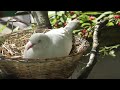 ジュズカケバト　真っ白アルビノらしいです　【茶臼山動物園】barbary dove chausuyama zoo