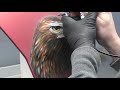 learn how to airbrush an eagle part 3 final detailing