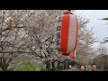 越谷市北越谷元荒川堤桜並木のお花見１