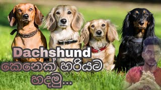 Dachshund කෙනෙක් හදන හරිම විදිය | The correct way to make a Dachshund dog| Dachshund dog Sinhala