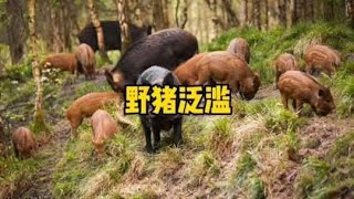 中国野猪也泛滥了？啥情况？~搞笑又不乏真实的带你看世界