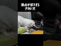 フッと息をかけるとキレる超大型犬　 greatpyrenees グレートピレニーズ 犬のいる生活 ゴールデンレトリバー 可愛い 愛犬 大型犬パピー 癒し パーニーズ 小ぶりな大型犬