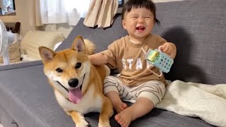 柴犬兄さんに触れると笑顔いっぱいになる1歳娘