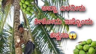 ಅಬ್ಬಾ ಎಳನೀರು ಕೀಳುವುದು ಇಷ್ಟೊಂದು ಕಷ್ಟನಾ 😱||Coconut tree climbing||Amazing 🤩||Thrilling 🥳