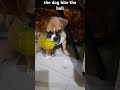 the dog bite the ball #shorts #dog #viralvideo #trending #youtube #youtubeshorts #bite