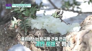 인기폭발 황금보다 귀한 '매스틱'! 모두가 주목하는 매스틱의 효능은? l 닥터 지바고 240회