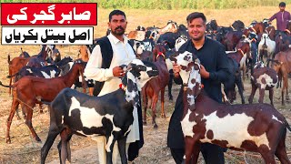 Top Class Amritsari Beetal Goats Of Famous Sabir Gujjar Sahiwal 2020