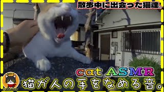 猫が人の手をなめる音。/ cat ASMR / 散歩中に出会った猫達。