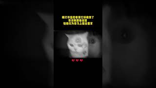 猫猫：在想你而已…#监控下的一幕#留守猫#过节回 #cat #cattv #catnap #catvideos #catchingapredator  #pets #catcat #cute