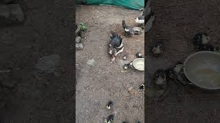 Muscovy Duck Farming in Indian village #birds #shorts #short #cristmas #blackfriday #nature