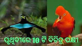 ପୃଥିବୀର ସବୁଠୁ 10 ଟି ବିଚିତ୍ର ପକ୍ଷୀ( TopTen  strange birds in the World)