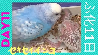 【活発なヒナ】セキセイインコ ヒナ孵化11日No11★Hatched! DAY11#shorts #セキセイインコ