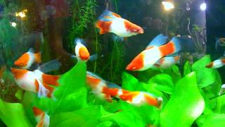 Albino Koi Kohaku High Fin Swordtails. (Xiphophorus helleri)