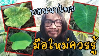 บอนนาไทย มือใหม่ควรรู้สิ่งนี้?#บอนนาไทย #บอนนาด่าง #colocasia