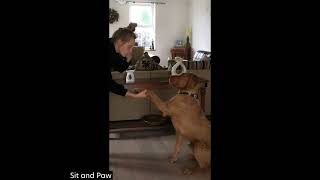 Dog Training: Charlie (Wirehaired Vizsla) - Sit, Paw, Lie down, Stay, Come, Recall, and more