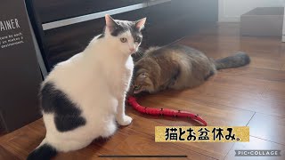 猫と動くおもちゃで遊んでみました/We played with a cat and a moving toy.