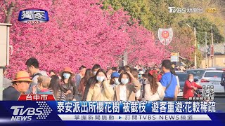 泰安派出所櫻花樹「被截枝」 遊客重遊:花較稀疏｜TVBS新聞