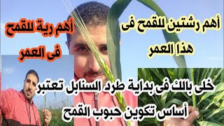 أخطر وأهم مرحلة فى عمر القمح وهى بداية طرد السنابل التى يتوقف عليها الإنتاج ماذا يجب أنا نفعله؟