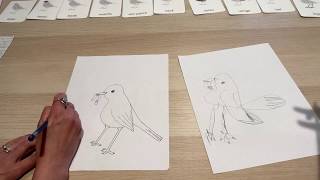 How To Draw a Robin- w. Montessori Parts of a Bird Lesson