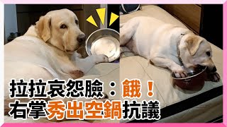 拉布拉多肚子餓到啃空碗！一臉哀怨皺眉討食｜寵物動物｜狗狗｜拉拉｜貪吃｜胖