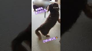 初めて風船で遊んでみた犬の結果(笑)最終回#Shorts#ミニチュアダックスフンド　