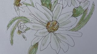 Easy line and wash Shasta Daisies