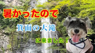 暑いので箕面の大滝に愛犬と行って来ました！【元保護犬シュナウザーマナ】