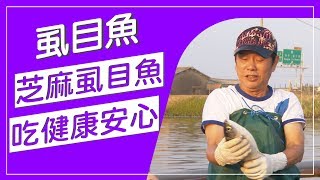 以前虱目魚又叫芝麻虱目魚，因為虱目魚沒有飼料餵養，只吃藻類和浮游生物，肉質帶有自然的芝麻香，達人黃國良打造自然環境無毒飼養，讓虱目魚長得健康又頭好壯壯！【水產養殖真有趣】