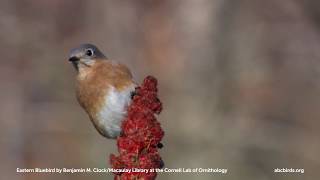 Eastern Bluebird