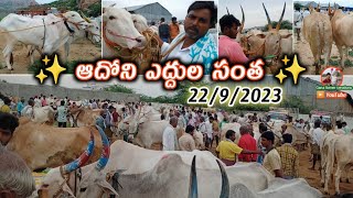 ఆదోని శుక్రవారం ఎద్దుల సంత - సంతలో రేట్లు // adoni friday bull's market - Oxen price's video's..