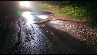 Rock Python Spotted in badvel #kadapa