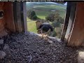 falconcam 2024 11 16 yira has good fledge