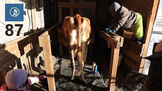 Milking Our Cow with the Whole Family - Aleman Homestead 87