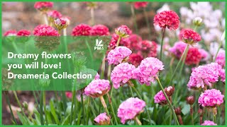 Dreamy flowers you will love! Dreameria Collection