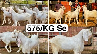 575/KG to 650/KG Sojat Khassi Upto 105 KG Weight At Exotic Goat Farm Padgha