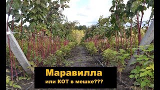 Малина Маравилла или КОТ в мешке???  Часть 1