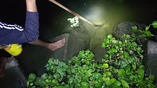 কোচ দিয়ে এমন মাছ মারা আগে কখনো দেখেননি/amazing tada fishing in kaligonga river/natural fishing/