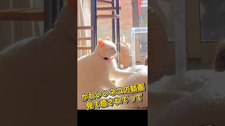 １分で癒やされるネコの動画5選#cat#cute#kitten#pets#猫#shorts