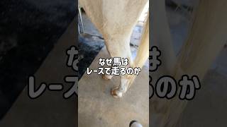 なぜ馬はレースで走るのか #horse #乗馬 #解説 #競馬 #勉強 #雑学