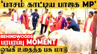 'அய்யோ கோமாதா' பாசம் காட்டிய பாஜக MP-யை ஓங்கி உதைத்த மாடு..பரபரப்பான சம்பவம்