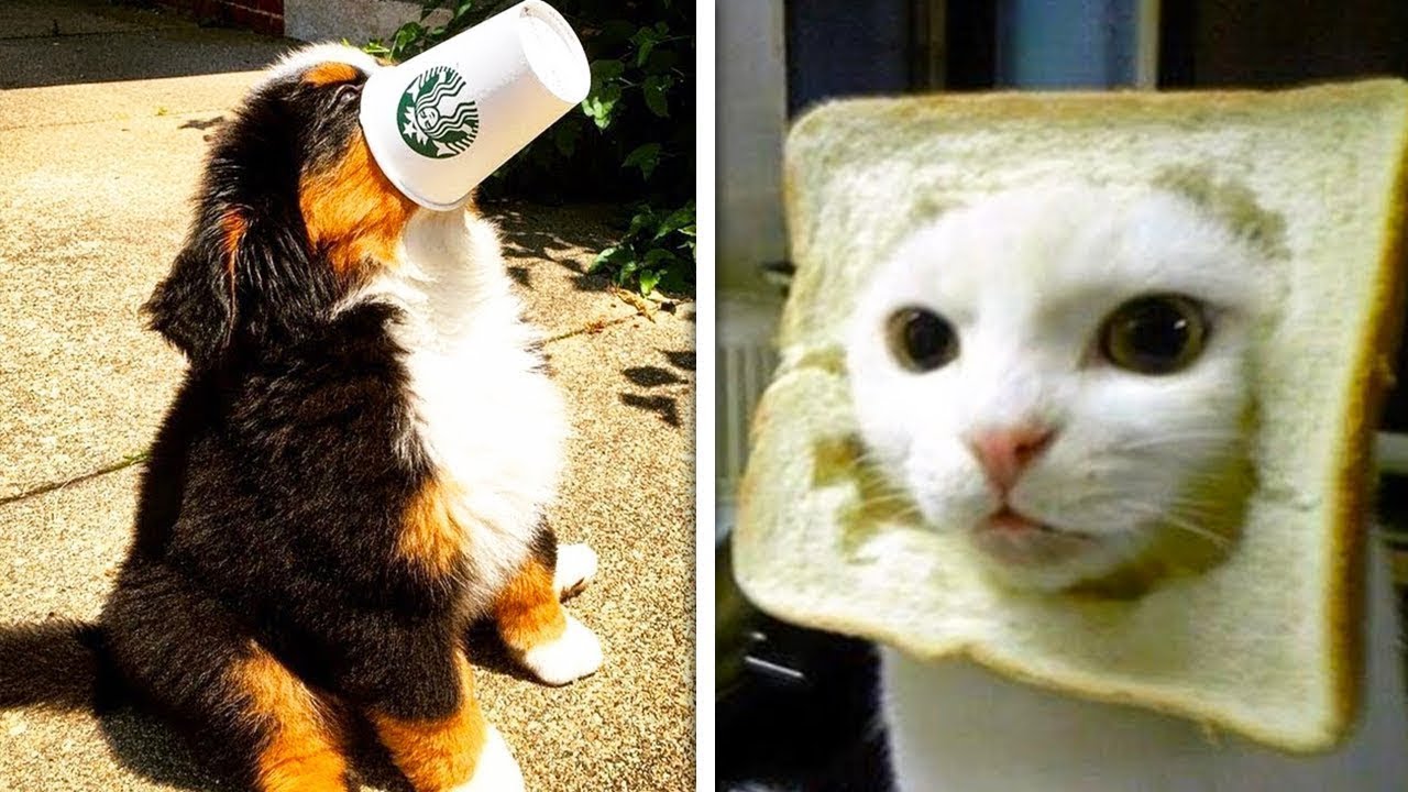 Funny Videos L Cute Pets Compilation Youtube