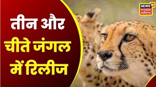 Bhopal News : Sheopur में तीन और चीते किए गए बाड़े से खुले Jungle में Release | Chitah | African