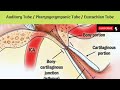 Auditory Tube/Pharyngotympanic Tube/Eustachian Tube | Parts | Relations | Functions |