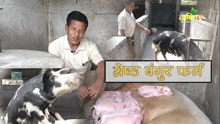 बंगुर पालनमा सफलता || श्रेष्ठ बंगुर फर्म || Shrestha Bangur Farm