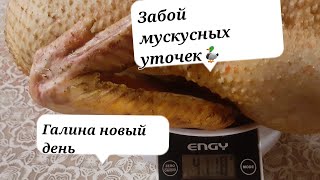 ВЛОГ:Забой Мускусных Уток🦆Вес меня порадовал👍@GALINA19598