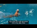 slswim_ 최고의 평영 드릴 2kick 1pull breaststroke drill