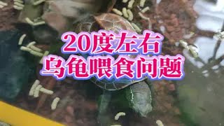 冬季暖气不热，20度上下温度怎样养龟？冬天温度不高不低，养龟的两点建议。20度左右乌龟喂食问题，海南冬季养龟方法，两广冬天养龟注意事项，广东冬季喂龟方法